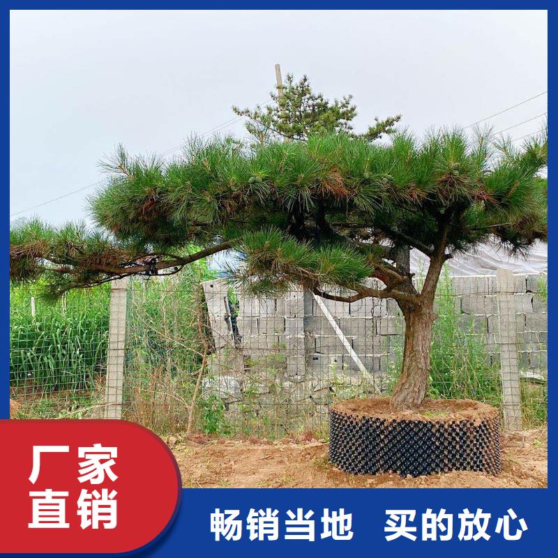 【造型松造型油松用心做好细节】品质可靠