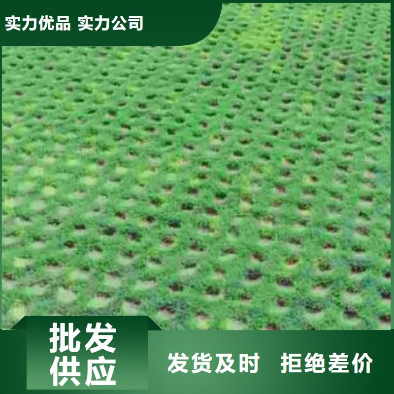 【植草格三维复合排水网实力派厂家】源厂定制