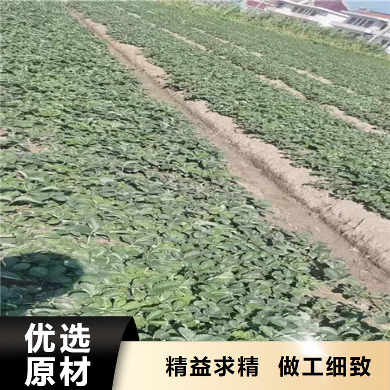 【草莓苗】桃树苗今年新款当地生产厂家