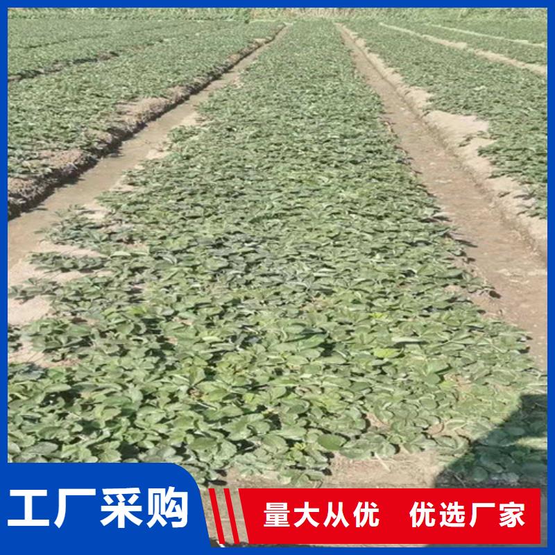 【草莓苗】葡萄苗可定制有保障同城生产商