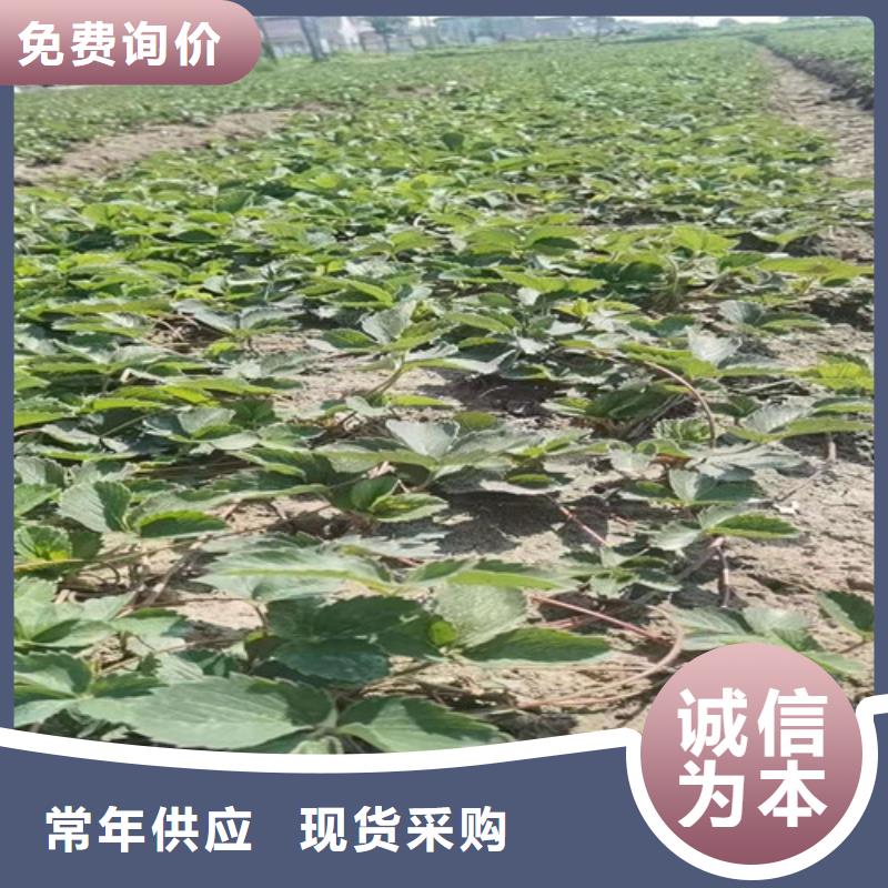 【草莓苗】,苹果苗追求细节品质敢与同行比价格