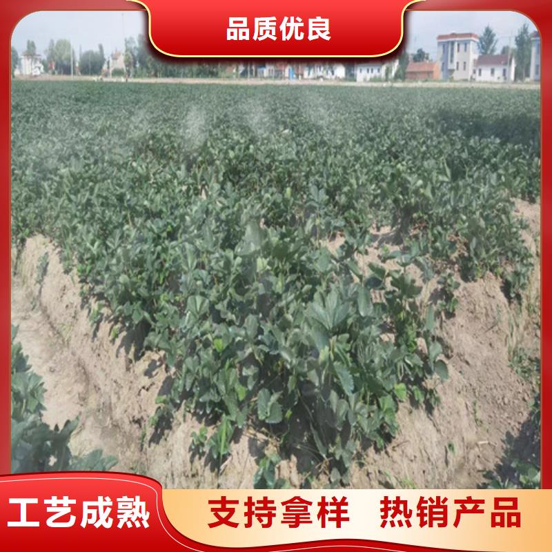 【草莓苗】-樱桃树苗货源稳定支持加工定制