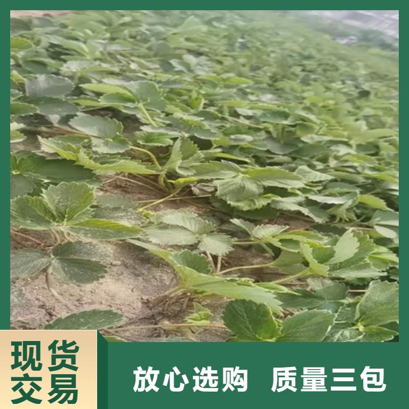 【草莓苗油蟠7-7热销产品】支持定制