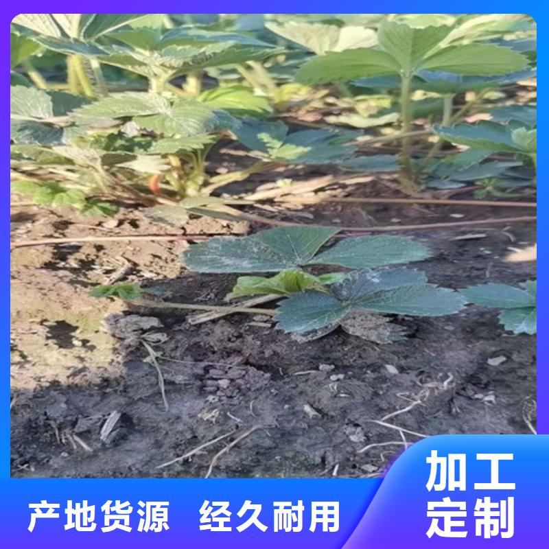 草莓苗_软枣猕猴桃苗安心购应用领域