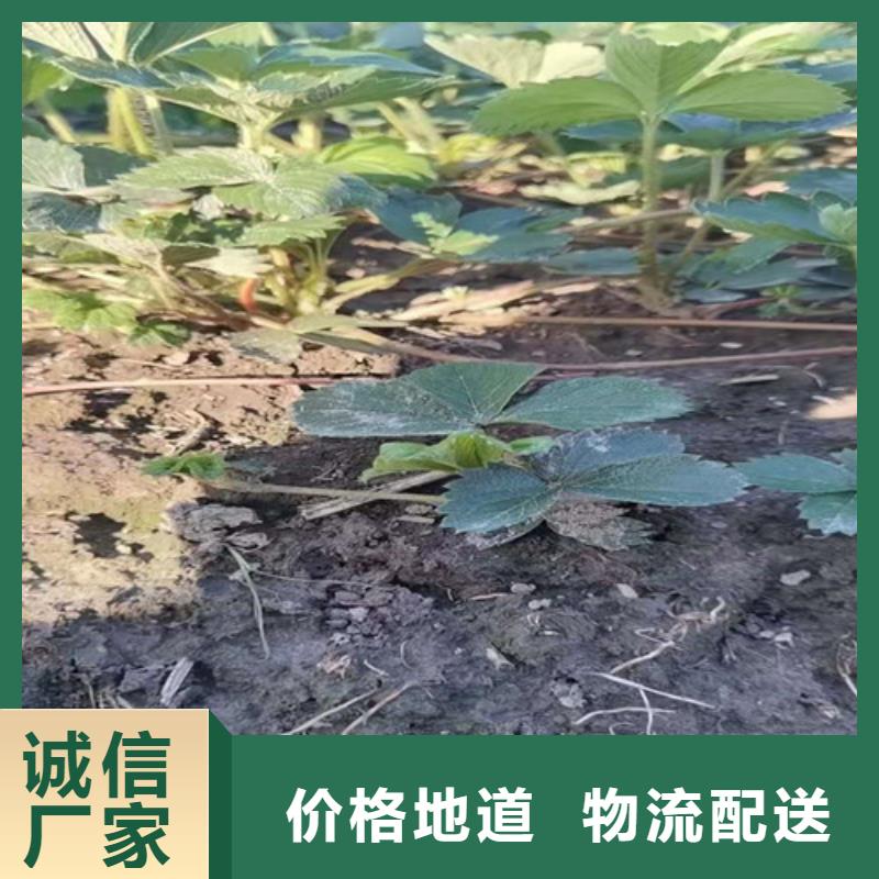 【草莓苗大棚草莓苗诚信经营】支持非标定制