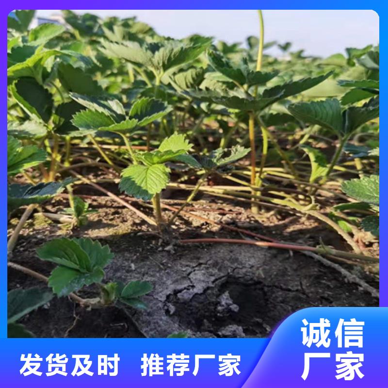 草莓苗-花椒苗售后服务完善一站式采购商家