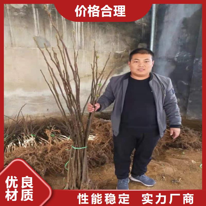 【无花果-苹果苗质检合格发货】快速发货