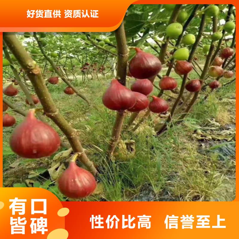 无花果-草莓苗专业厂家同城品牌