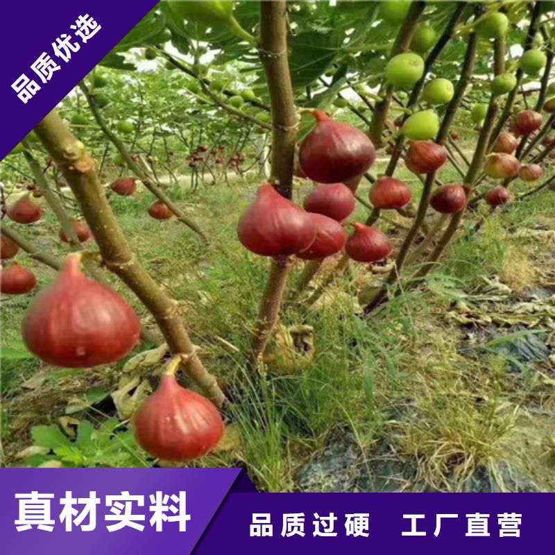 无花果,蓝莓苗优势推荐商家