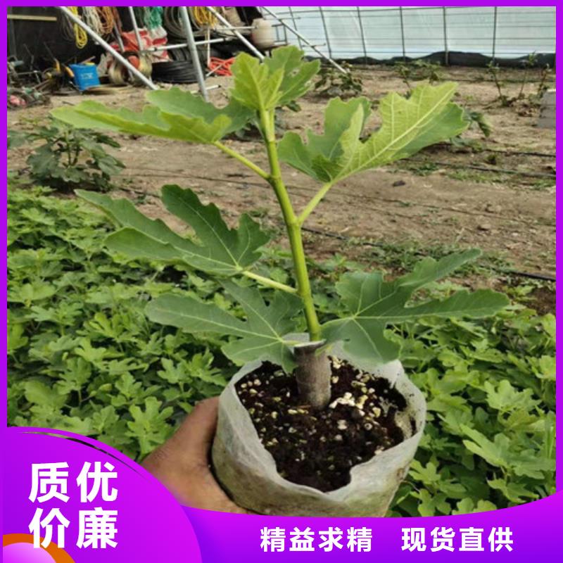 【无花果樱桃苗质量优选】对质量负责