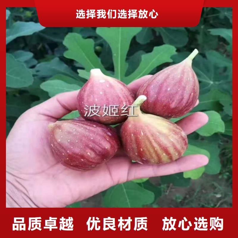 无花果花椒苗推荐商家附近品牌