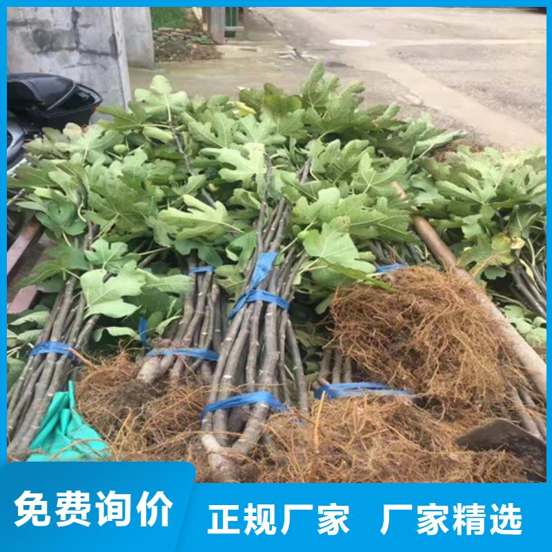 无花果-板栗苗优选厂商当地货源