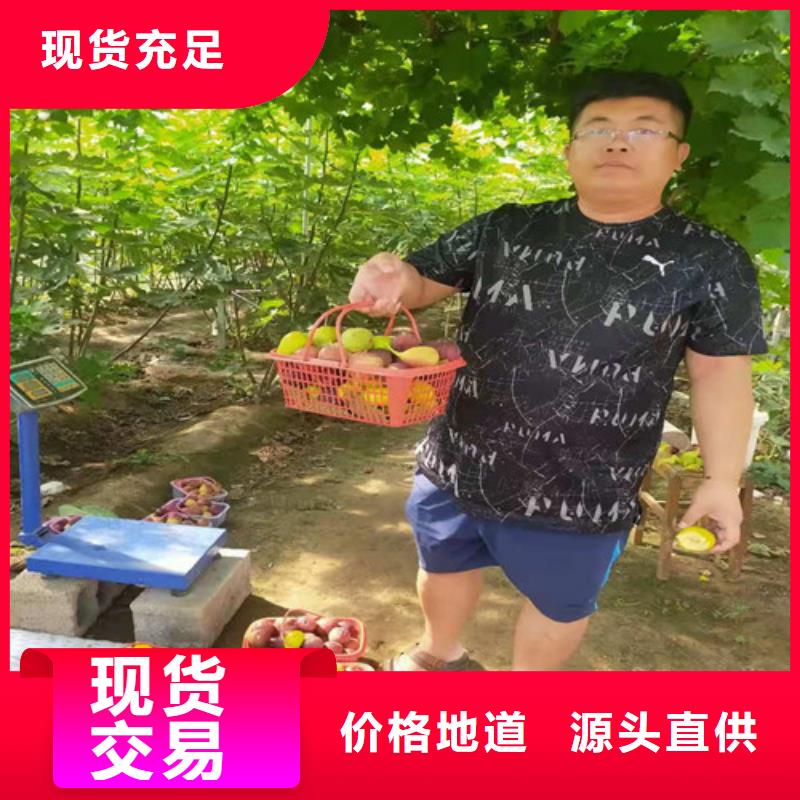 无花果-烟福8苹果苗有口皆碑附近公司