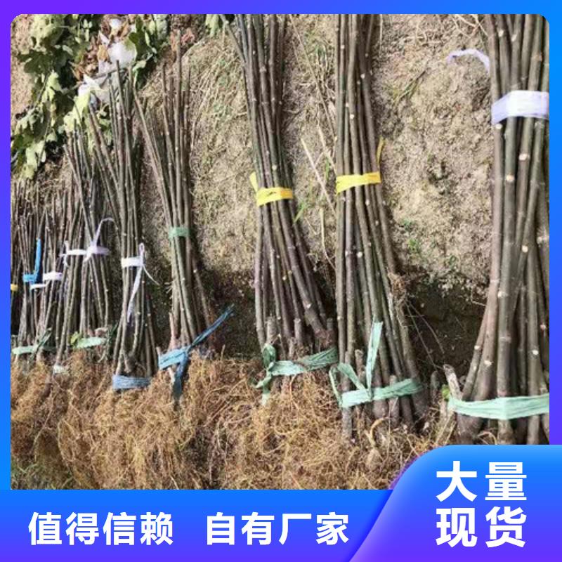 无花果_山楂苗源头厂家经验丰富当地制造商