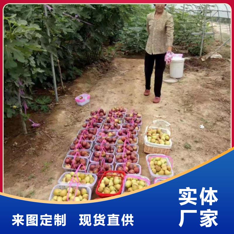 无花果苹果树苗海量现货质检严格