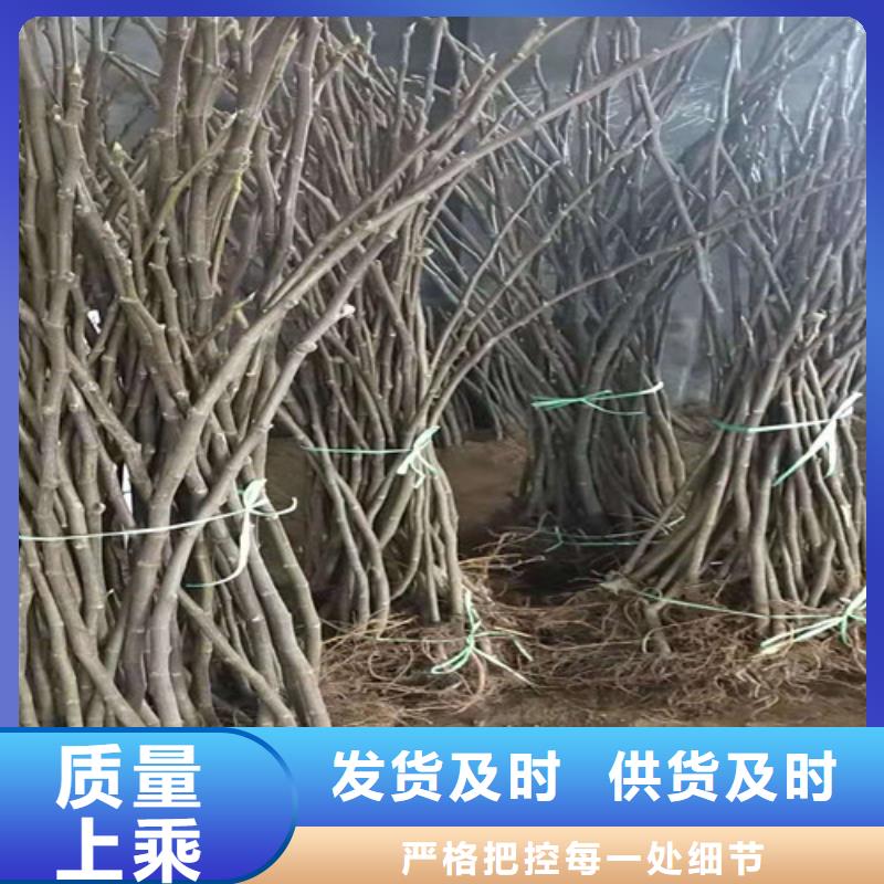 无花果_蓝莓苗实力见证严格把控每一处细节