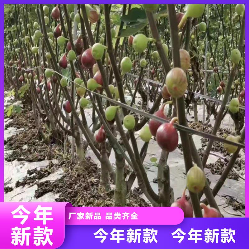 无花果大棚草莓苗拒绝差价源头直供