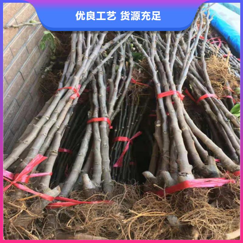 无花果梨树苗匠心品质定金锁价