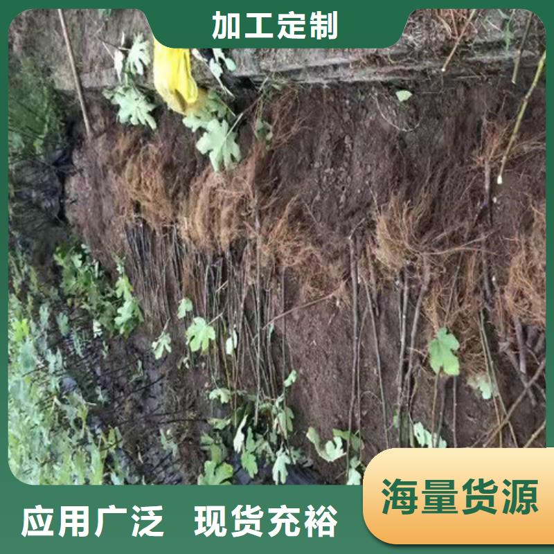 无花果枣树苗型号全价格低厂家直销规格多样