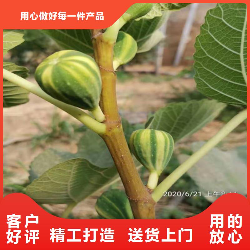 无花果葡萄苗工期短发货快敢与同行比质量