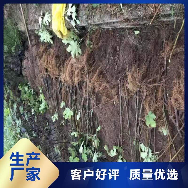 无花果桃树苗敢与同行比服务同城经销商