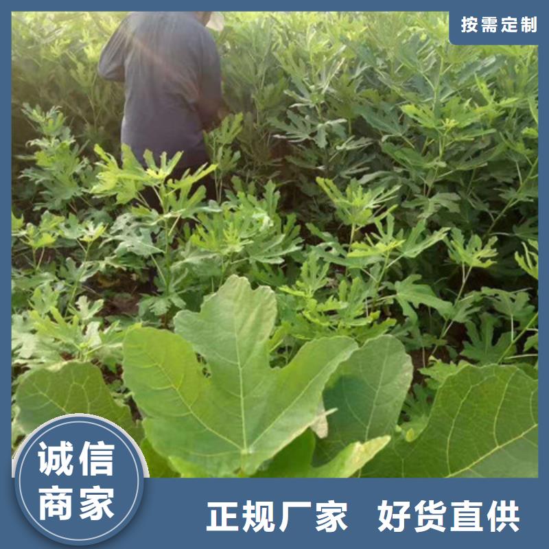 无花果-苹果树苗一件也发货同城制造商