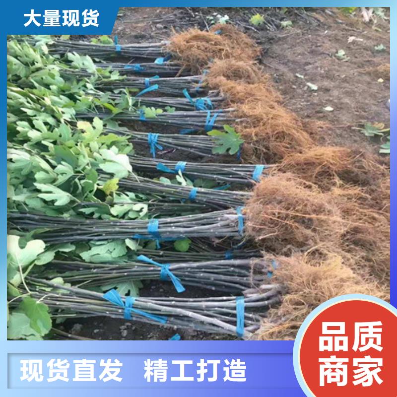 无花果桃树苗经验丰富质量放心信誉有保证