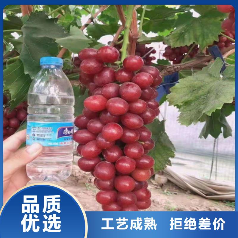 葡萄枣树苗工厂批发品种全