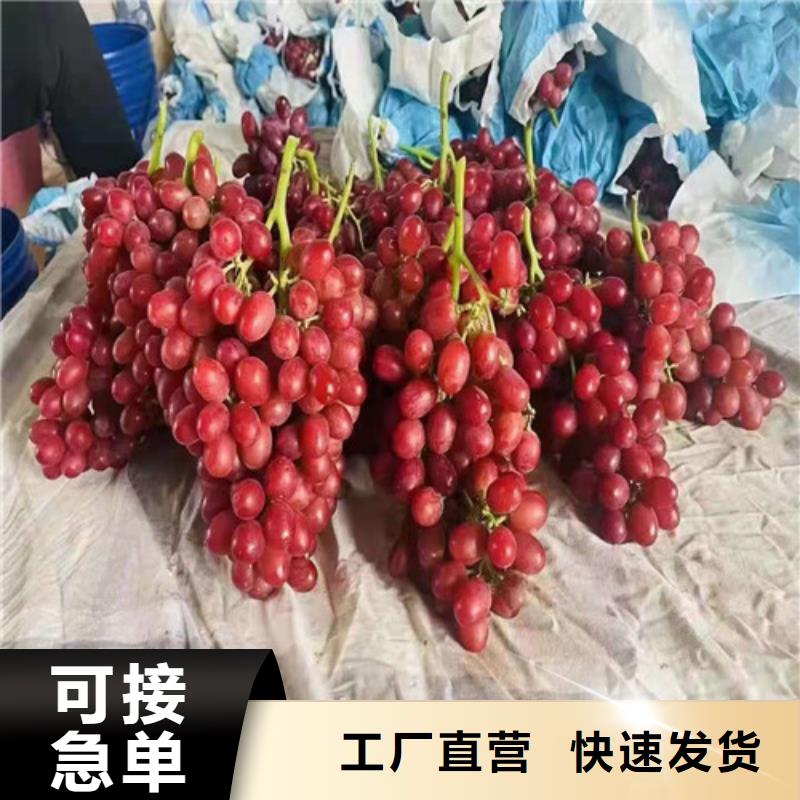 葡萄油桃苗用心做好每一件产品专业品质