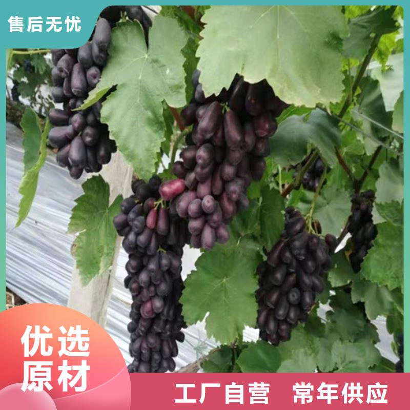 葡萄【大棚草莓苗】工艺层层把关本地经销商