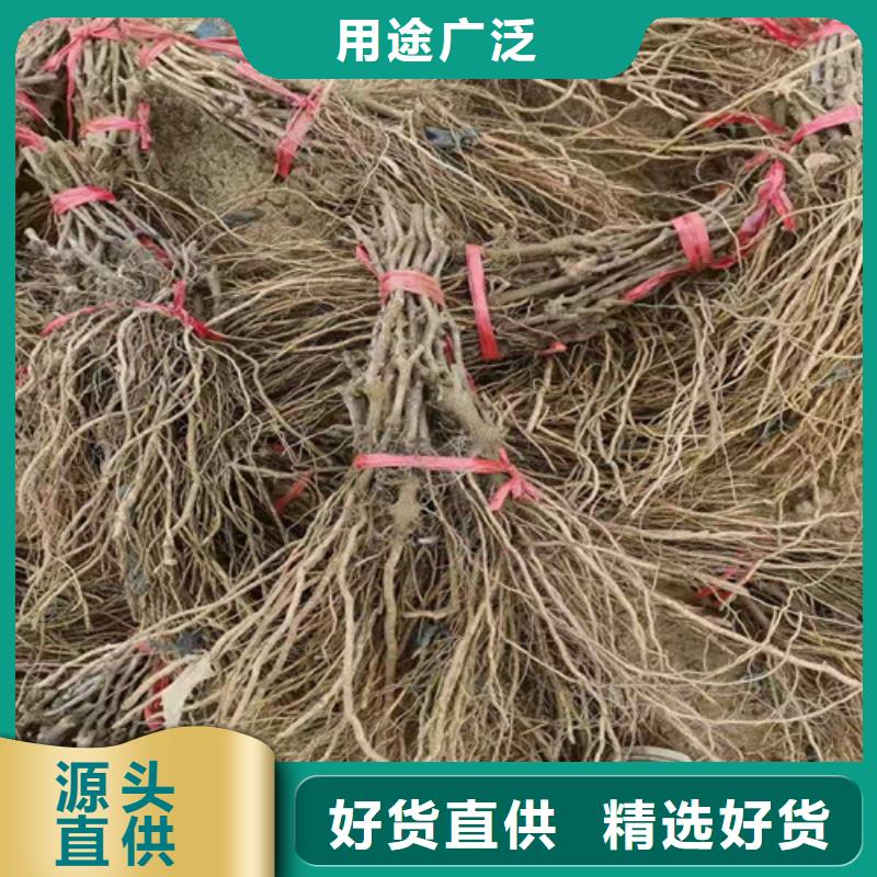 【葡萄无花果苗追求细节品质】工厂自营