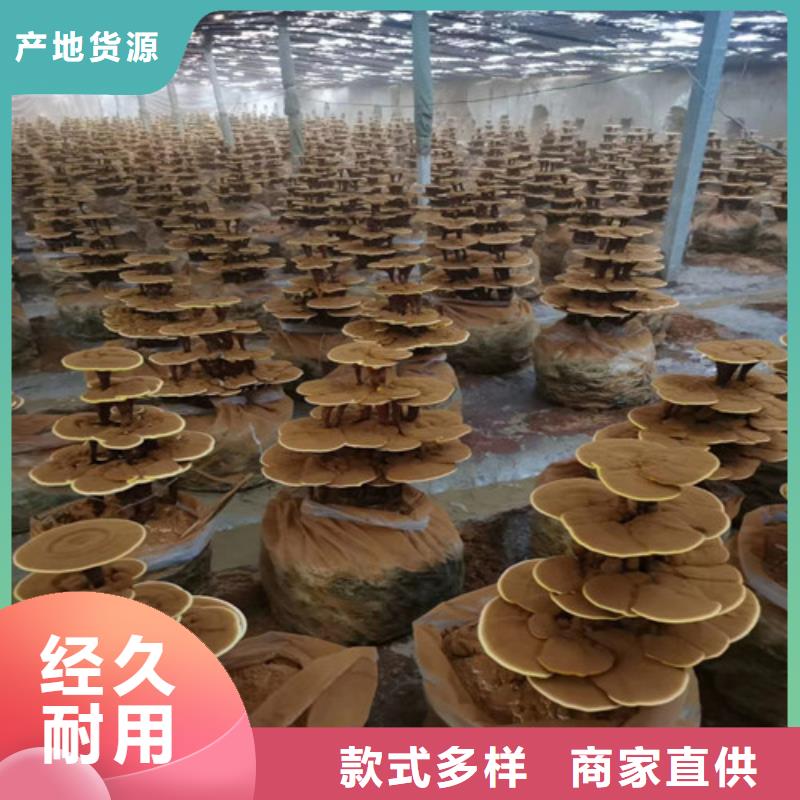 【灵芝孢子粉,灵芝粉现货供应】24小时下单发货