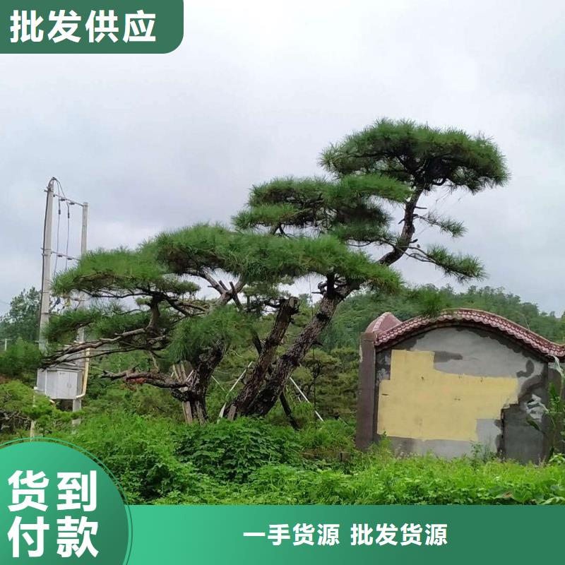 造型松供应采购产地工厂