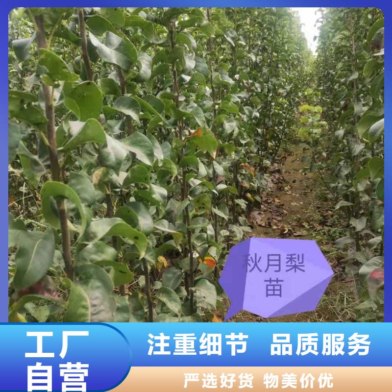 梨杜梨苗实力公司现货满足大量采购