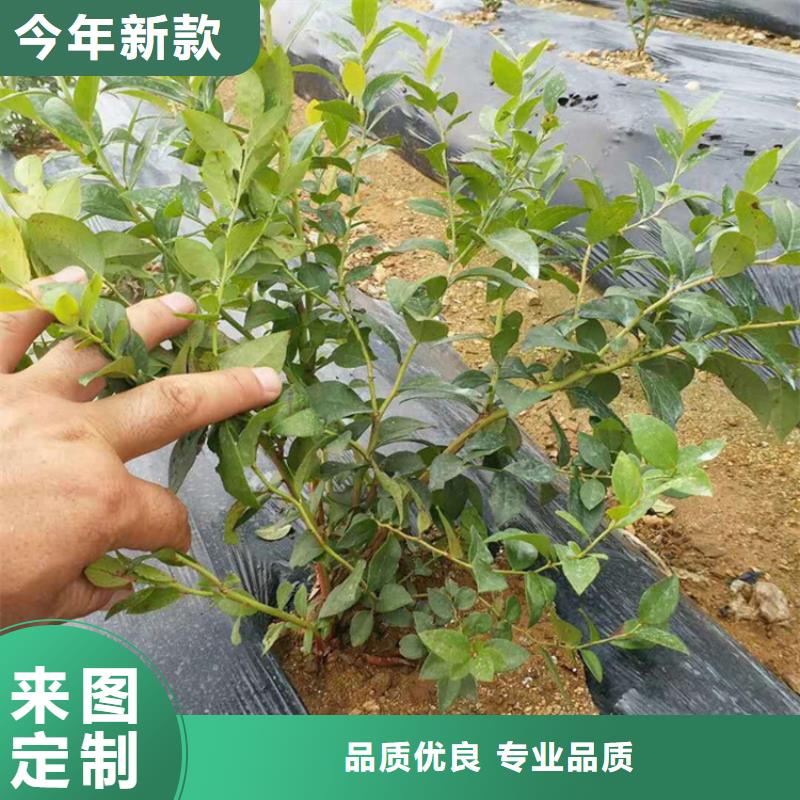 【蓝莓苗梨树苗品质有保障】同城厂家