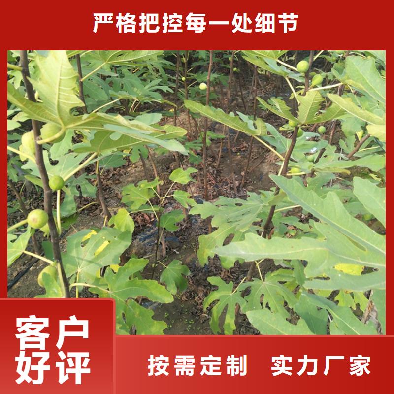 【无花果-石榴树专业的生产厂家】同城经销商