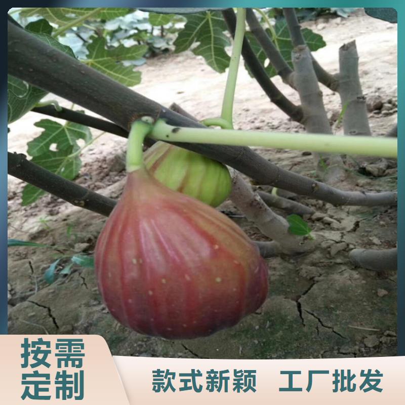 【无花果苹果苗厂家直销】品质优选