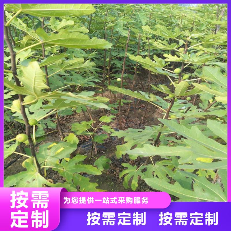 无花果苹果苗好品质用的放心厂家案例