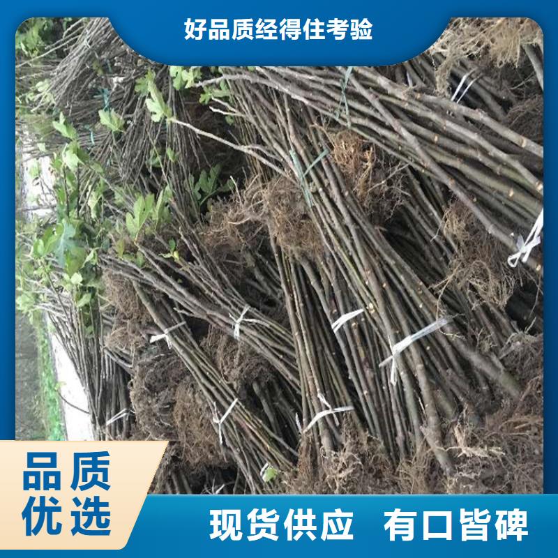 无花果石榴苗用心经营当地服务商