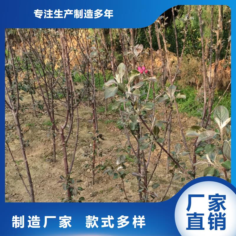 苹果,樱桃苗产品优势特点按需设计