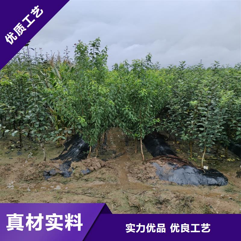 苹果_无花果苗现货充裕量大更优惠