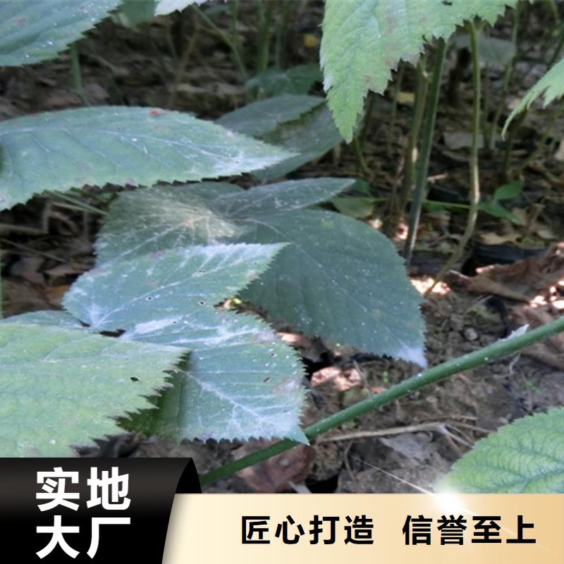 树莓草莓苗常年供应厂家供应