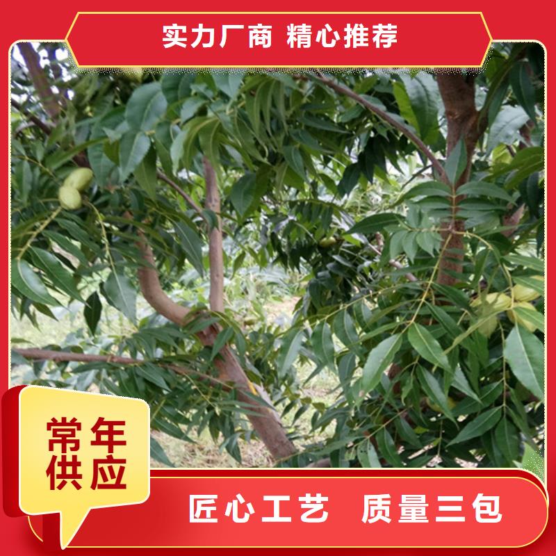 碧根果-苹果苗产品优良同城品牌