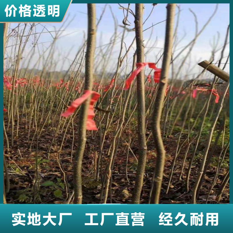 碧根果,樱桃苗实力优品量大更优惠