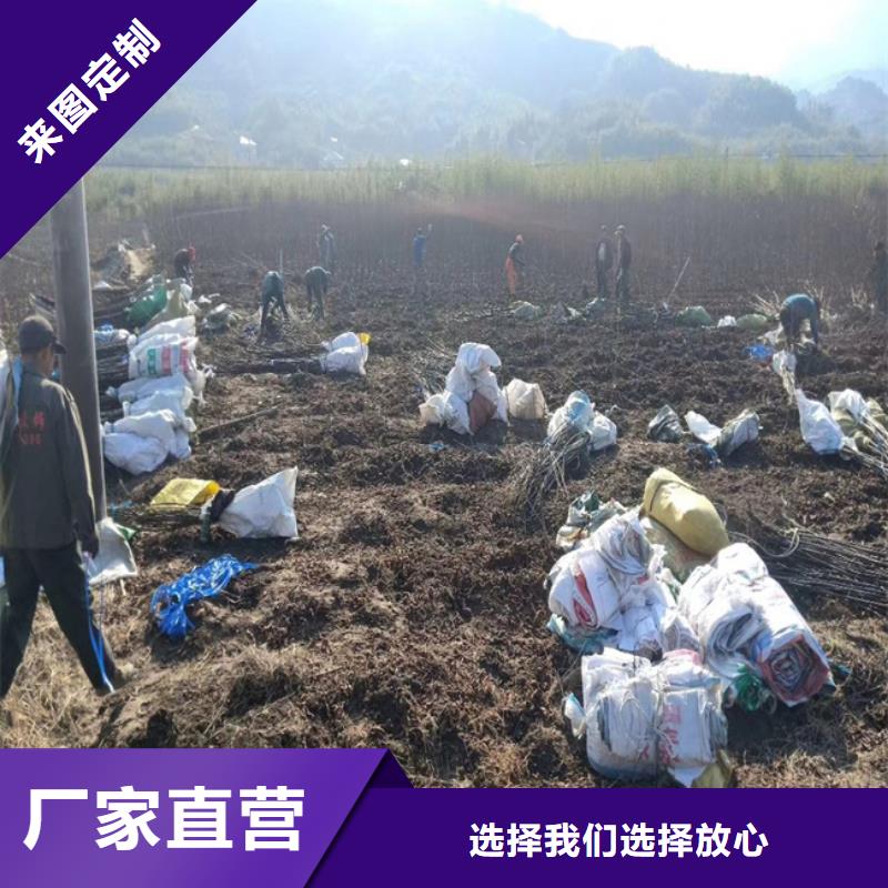 碧根果苹果苗品质有保障现货直发