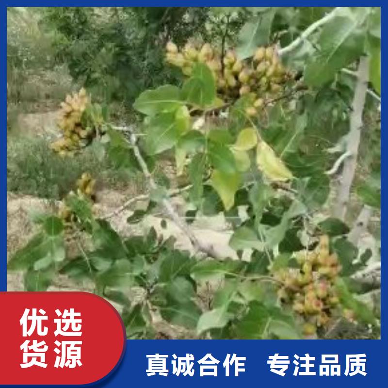 【开心果】草莓苗敢与同行比服务厂家批发价