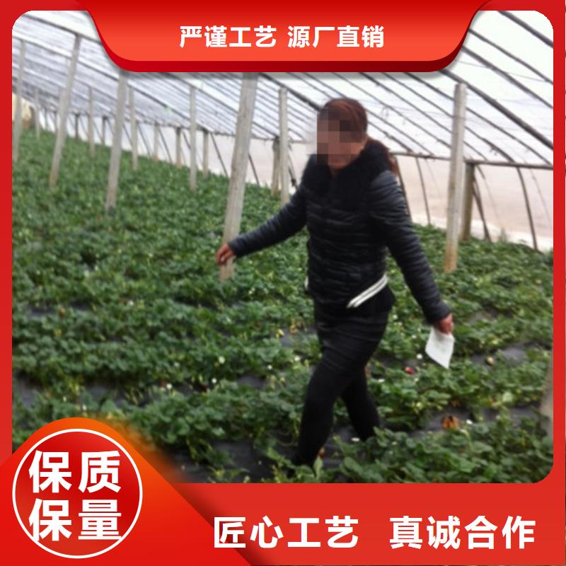 草莓苗红颜草莓源头厂商同城服务商