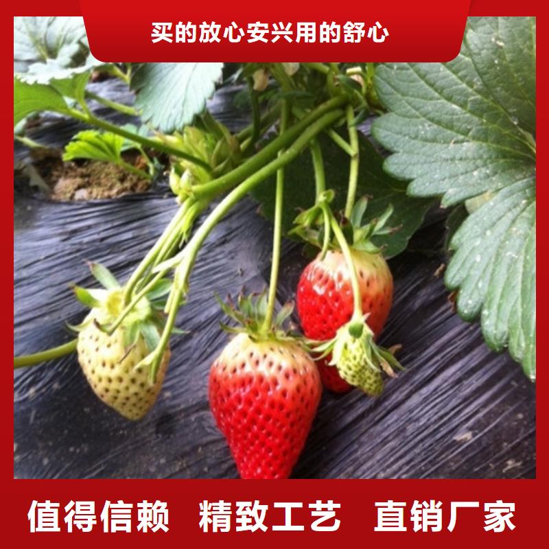 草莓苗【红蜜桃树苗】用心做产品库存齐全厂家直供