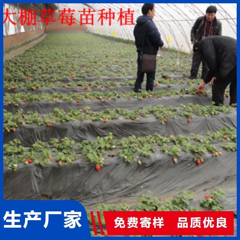 【草莓苗,草莓苗价格无中间商厂家直销】用心经营