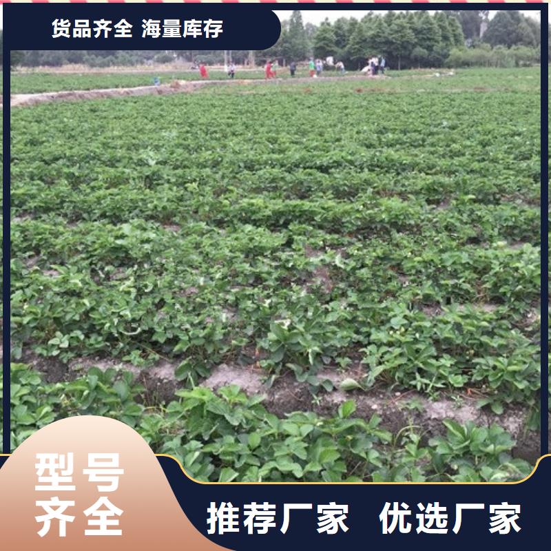 【草莓苗草莓苗价格高品质诚信厂家】批发货源